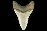 Fossil Megalodon Tooth - North Carolina #124644-2